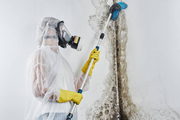 Best Residential Mold Removal  in Raton, NM