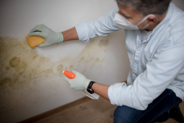 Best Local Mold Removal Service  in Raton, NM