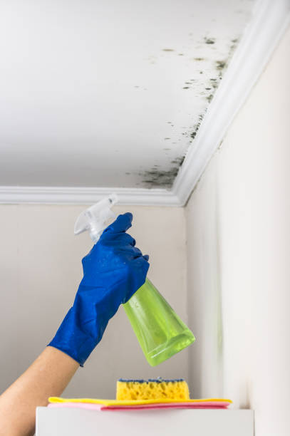 Best Home Mold Removal  in Raton, NM