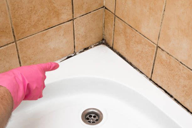 Best Mold Remediation Services  in Raton, NM